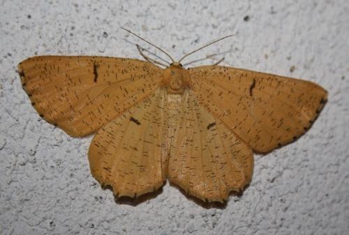 Réf. 206 418 : Angerona prunaria